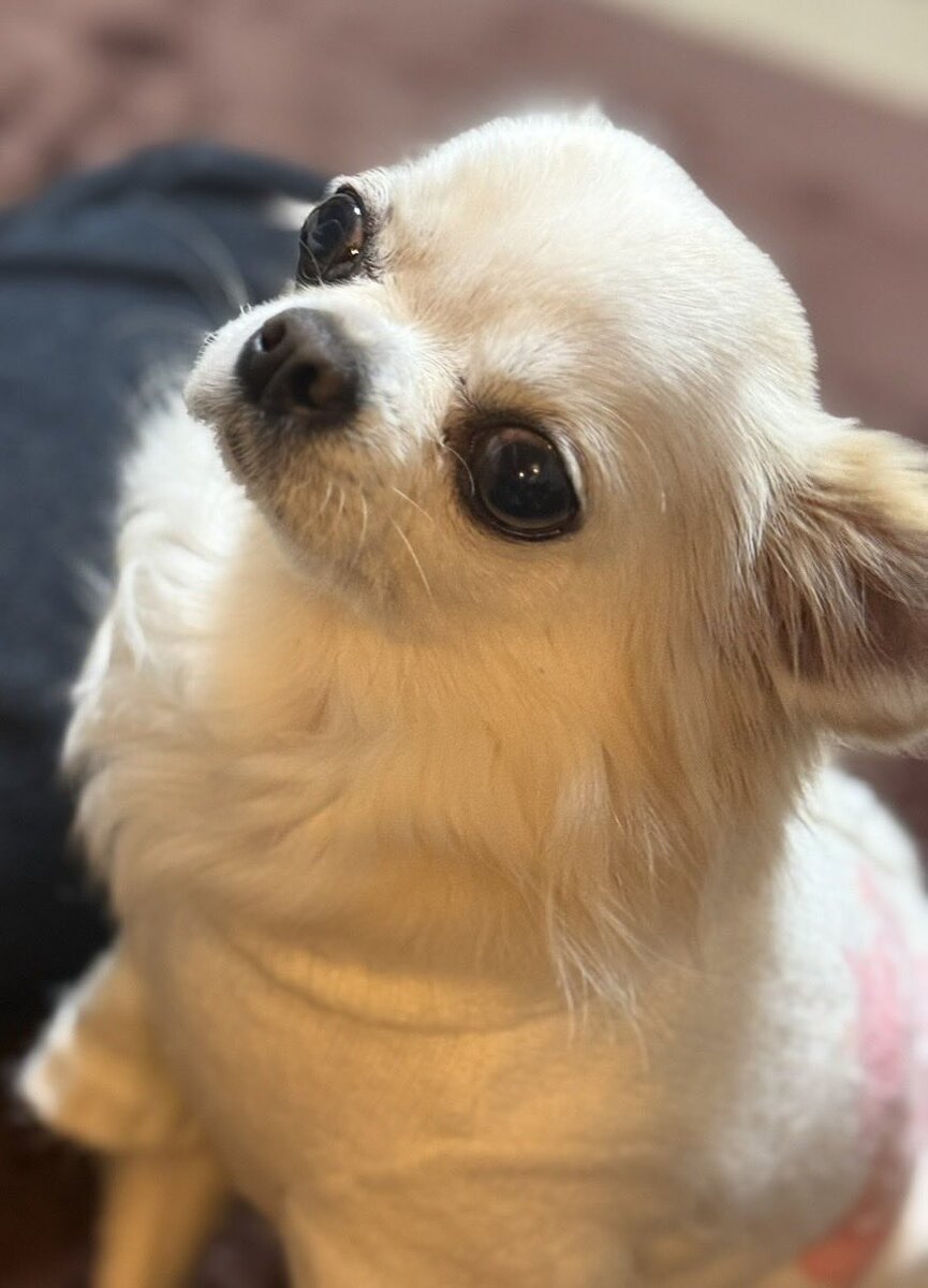 飼い主さんから頂いたチワワちゃんのお写真